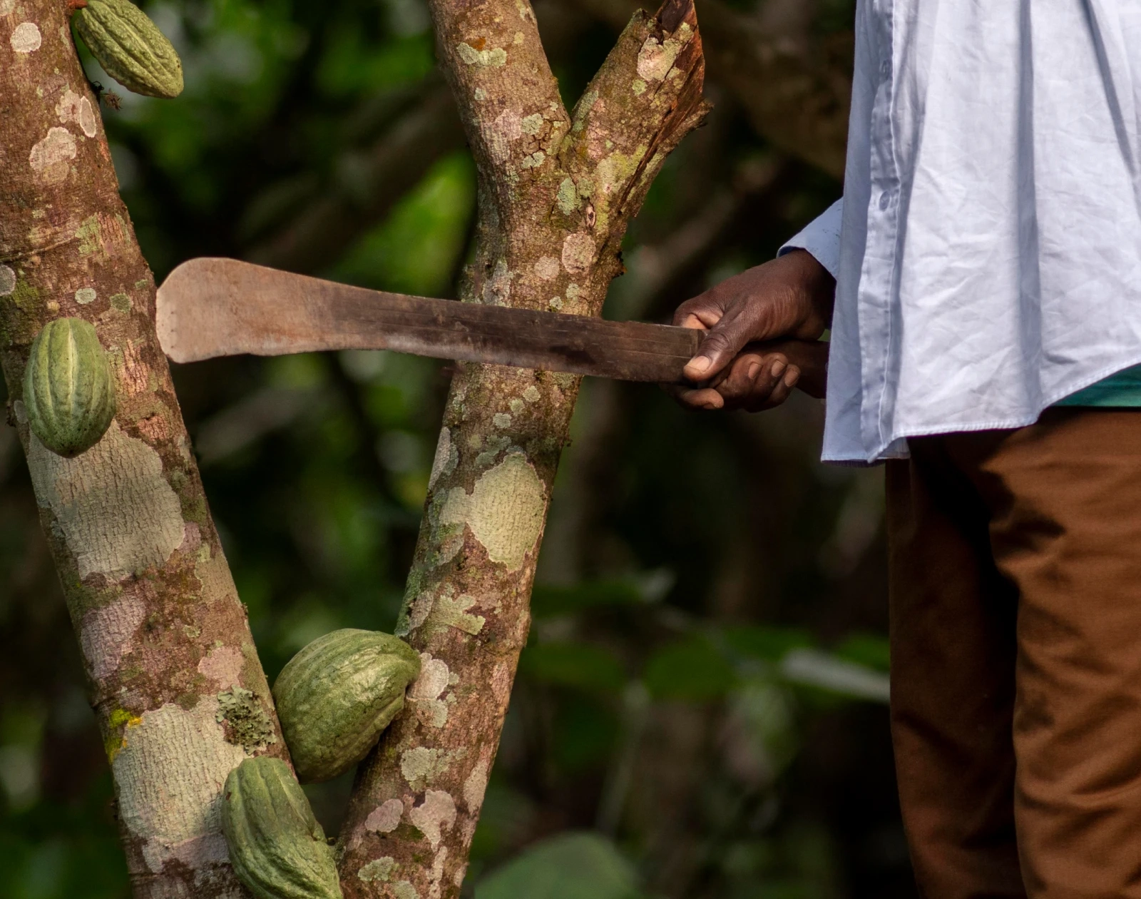 Cocoa farmer