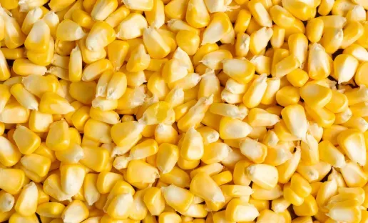Maize